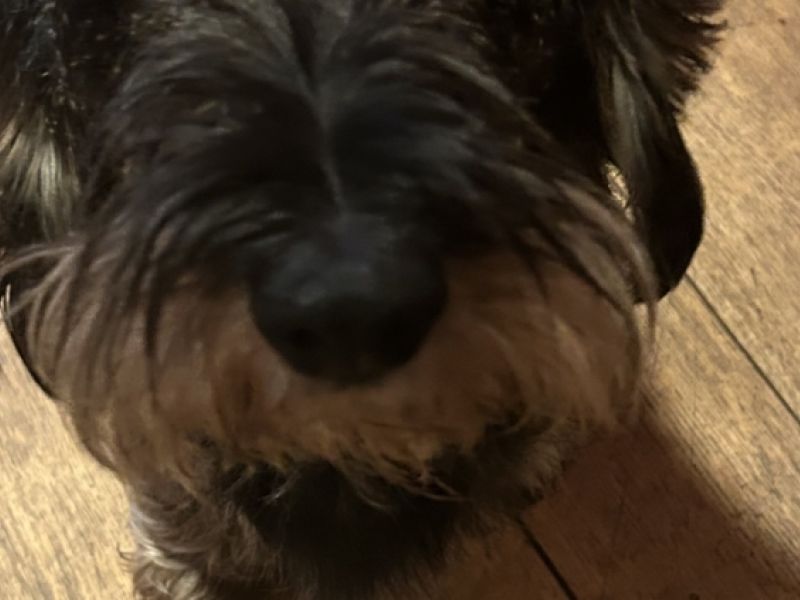 Dackelschnauze