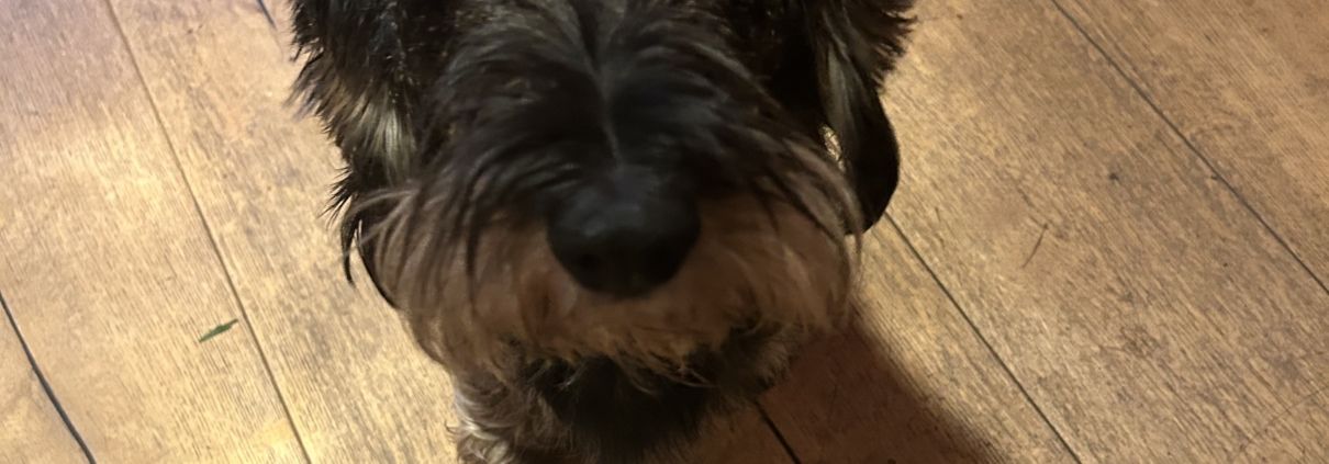 Dackelschnauze